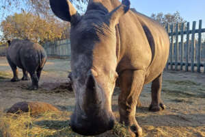 Mango enjoying her lucerne and teff