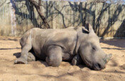 Help orphaned baby rhinos Thaba, Peter and Bula