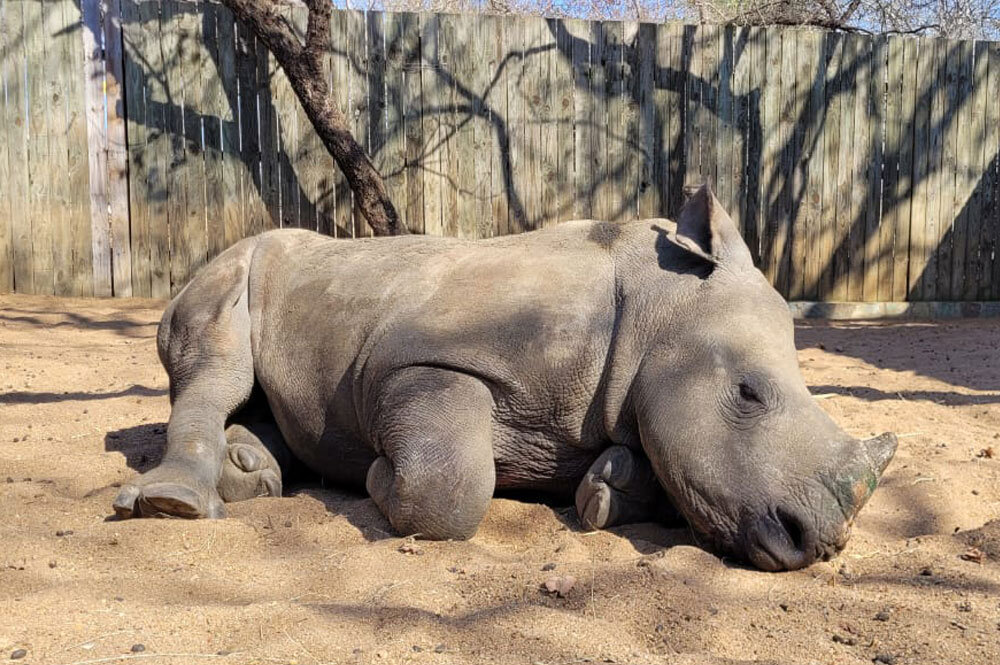 Help orphaned baby rhino Little Thaba