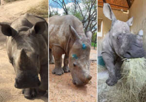 Help orphaned baby rhinos Thaba, Peter and Bula