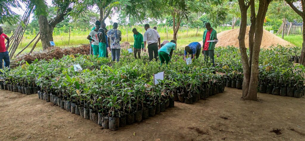Better environment by planting trees in Mozambique