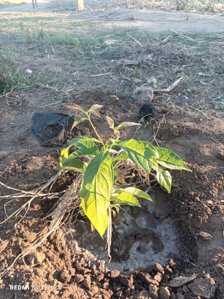 EP Mapangara - Arvore Plantada