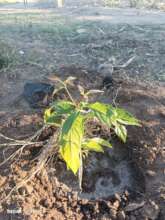 EP Mapangara - Arvore Plantada