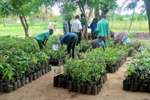 Students organizing seedlings of plants