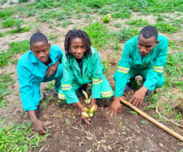Students planting fruit trees