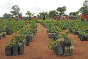 fruit tree seedlings
