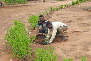 people of community planting fruit tree seedlin