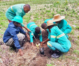 Students planting fruit trees