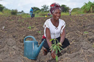 woman planting tree of mango