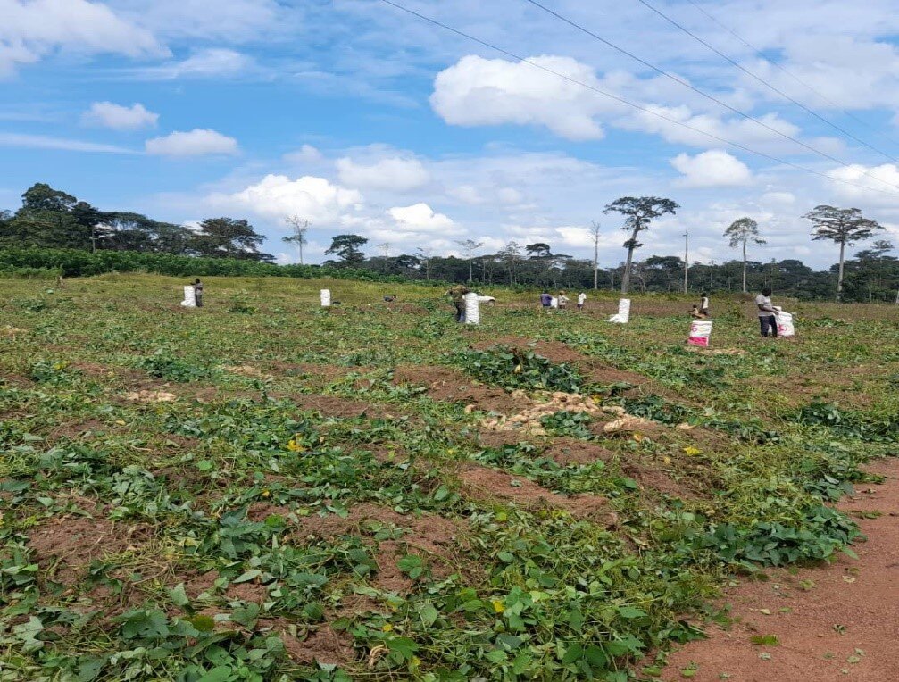 Agri-Business as Income bolster For IDPs Cameroon