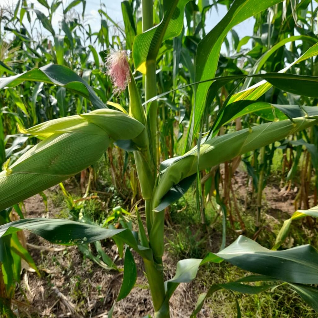 Agri-Business as Income bolster For IDPs Cameroon