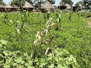 Due to the poor soil, maize does not grow well.