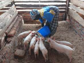 Beneficiaries trained in pig farming