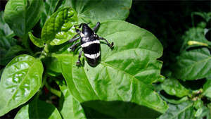 Black and white beetle near Chocuaco's farm