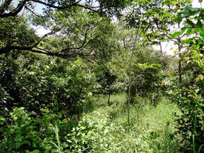 Environment Day 2010, 4 years after planting