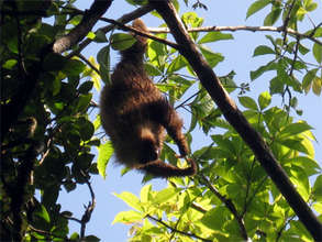 Peluchi the Two-toed Sloth hanging out