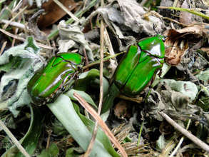 Beautiful emerald beetles