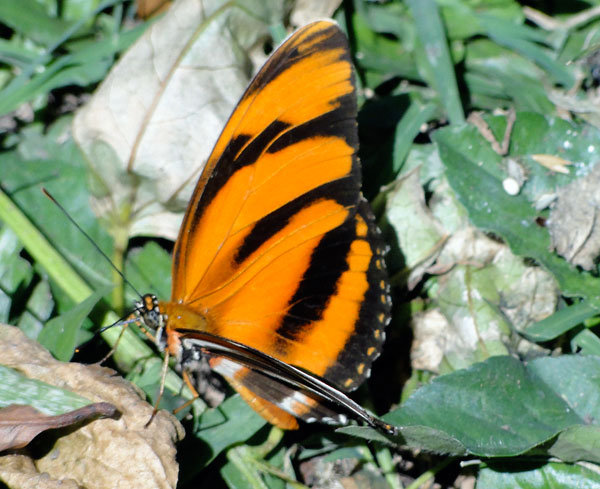 Butterfly in biological corridor