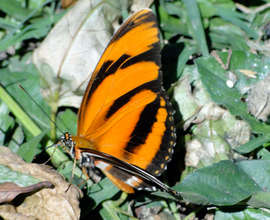 Butterfly in biological corridor