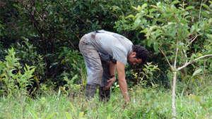 Eduardo Gomez, tree planter