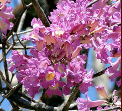 Roble Savana flowers