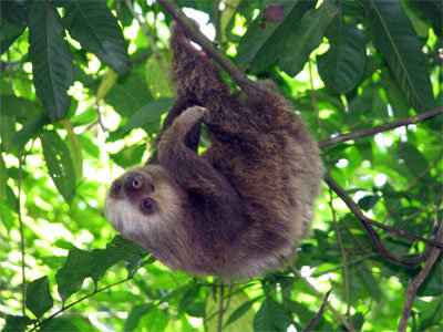 Peluchi the orphan Two-toed Sloth
