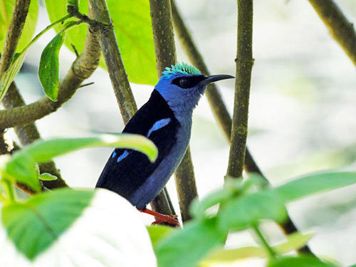 Honeycreeper in the forest cover