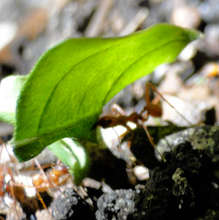 Leafcutter ant with cargo