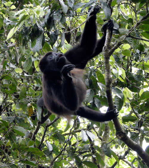 Howler Monkey eating at La Reserva