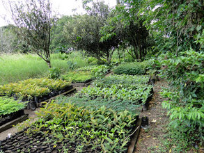 La Reserva seedling nursery
