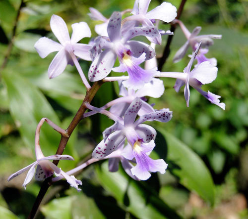 Orchid growing near Chocüacos farm