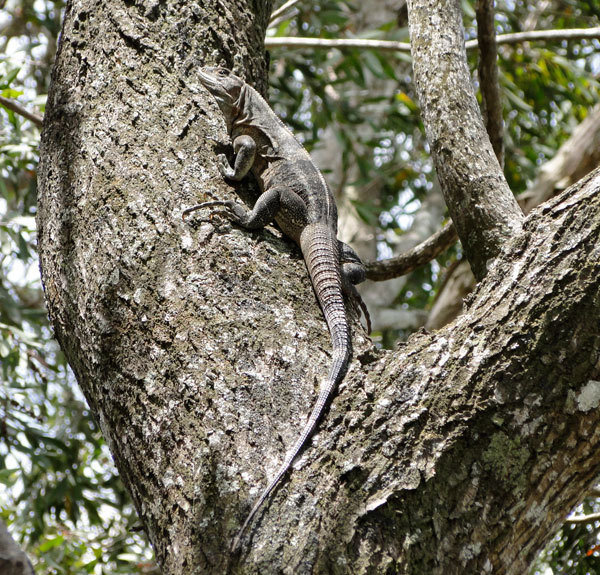 Chocüaco's Forest Corridor, Tronadora, Costa Rica