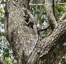 Iguana as part of a tree