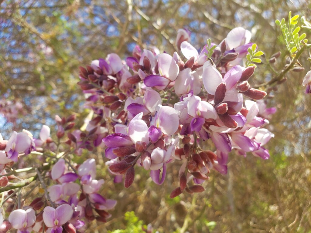 Let's build a pollinator garden at Miguel Aleman