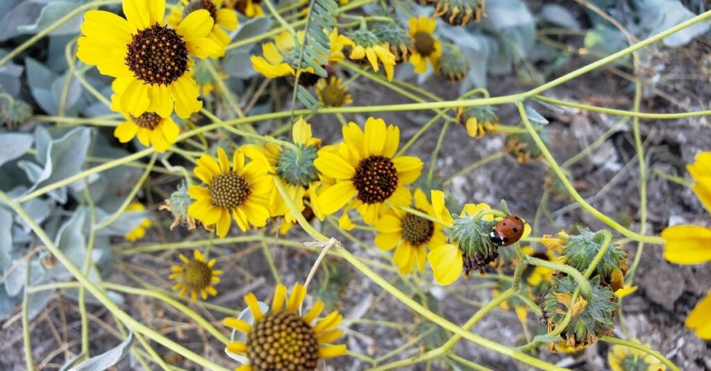 Let's build a pollinator garden at Miguel Aleman