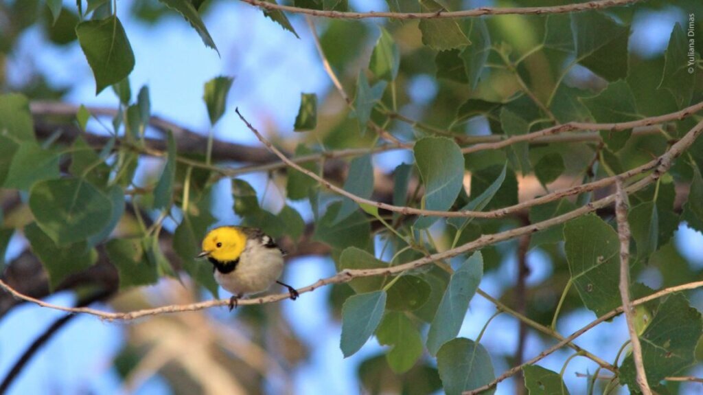 Let's build a pollinator garden at Miguel Aleman