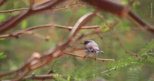 Let's build a pollinator garden at Miguel Aleman