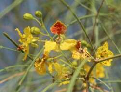 Flor Palo Verde Mexicano