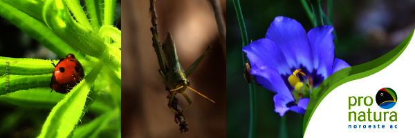 Let's build a pollinator garden at Miguel Aleman