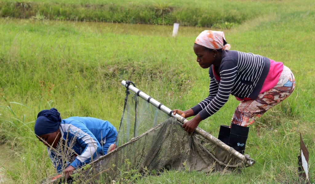 Empower 50 rural women grow green businesses