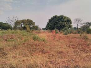 Drought, affected grazing animals