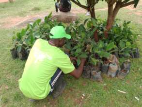 Tree nursery, School Coordinator