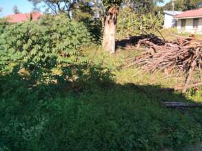 Youth tree planting project