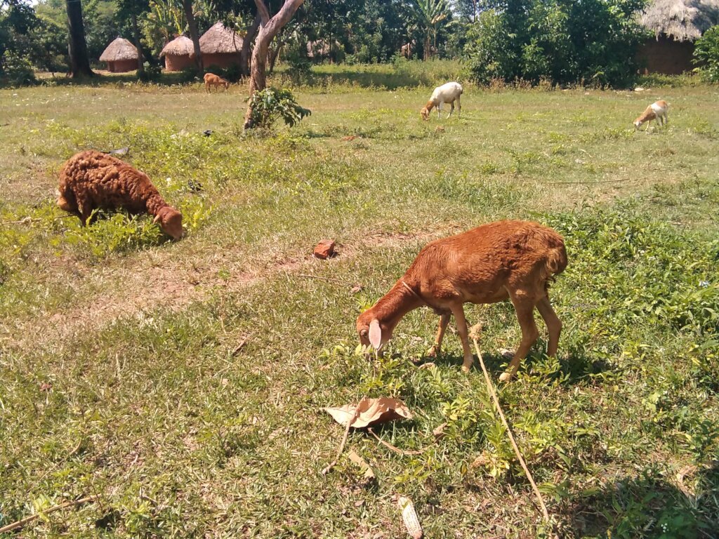 Animals, drink clean water, repaired borehole
