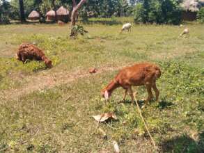 Animals, drink clean water, repaired borehole