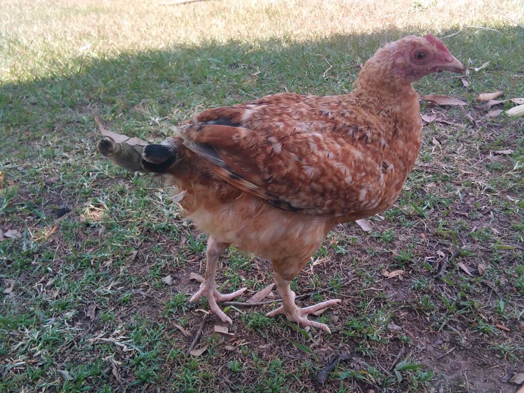 Poultry birds fell sick due to drinking dirty wate