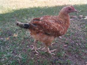 Poultry birds fell sick due to drinking dirty wate