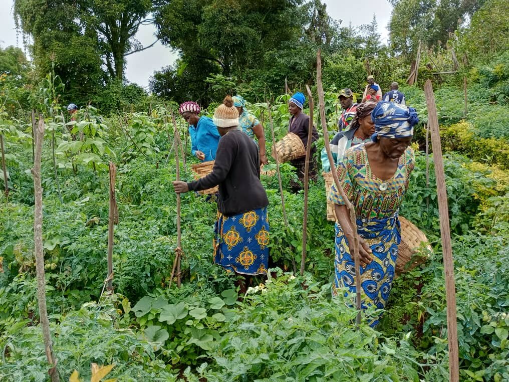 Improve Food Security for 250 Families in Kumbo.