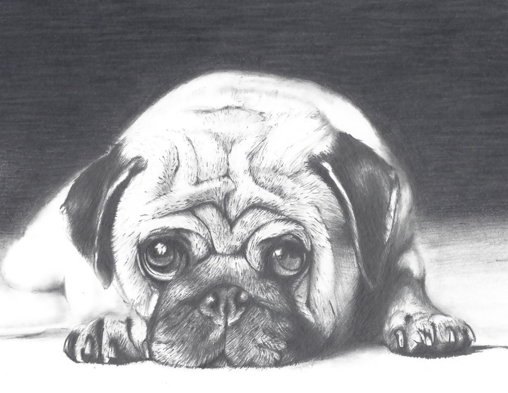Student drawing of a pug from photo