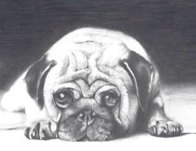 Student drawing of a pug from photo